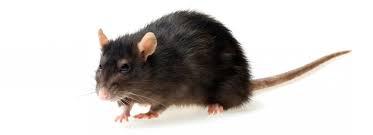 Rat noir (Rattus Rattus)