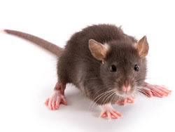 Souris grise (Mus Musculus)